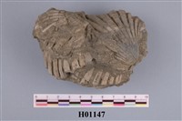 藏品(海扇)的圖片